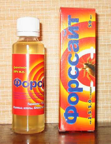 Le remède Forsyth est très efficace dans la lutte contre les punaises de lit adultes, mais il n'a pratiquement aucun effet sur leurs œufs.