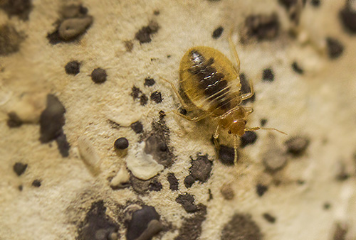 Si l'autocontrôle des parasites ne fonctionne pas, alors dans la plupart des cas la meilleure solution est de contacter un service professionnel de lutte antiparasitaire...