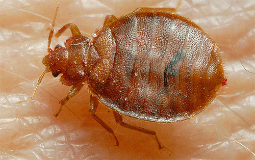 Le contrat de prestation de services par Klop Control doit indiquer la superficie des locaux transformés et les moyens utilisés contre les insectes