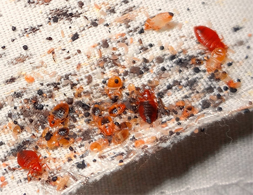 La société Klop Control prévient les clients que si la pièce est trop infestée d'insectes, alors un seul traitement peut ne pas suffire