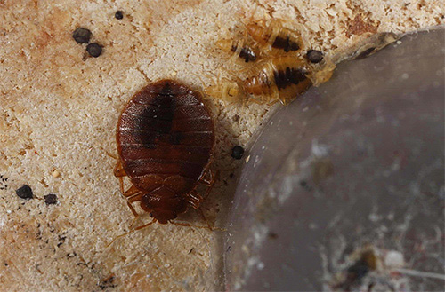 Pour lutter contre les insectes dans Klop Control, les médicaments sont principalement utilisés avec un effet paralytique nerveux, qui sont relativement sans danger pour l'homme et les animaux.