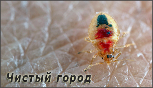 Il existe plusieurs entreprises appelées Clean City qui fournissent des services pour la destruction des punaises de lit et autres insectes - apprenons à les connaître plus en détail ...