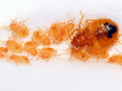 Même si vous appelez la société éprouvée Clean City pour la destruction des punaises de lit, assurez-vous que le contrat contient toutes les signatures et tous les sceaux.