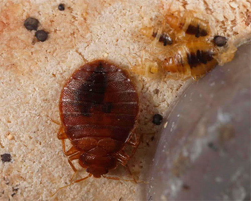 Malheureusement, tous les services de lutte antiparasitaire ne fonctionnent pas aussi bien, laissant souvent des insectes vivants dans l'appartement.