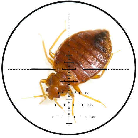 SES Clean City est présent sur le marché de la lutte antiparasitaire depuis longtemps et résiste assez bien aux cas d'infestation de punaises de lit, même les plus négligés.