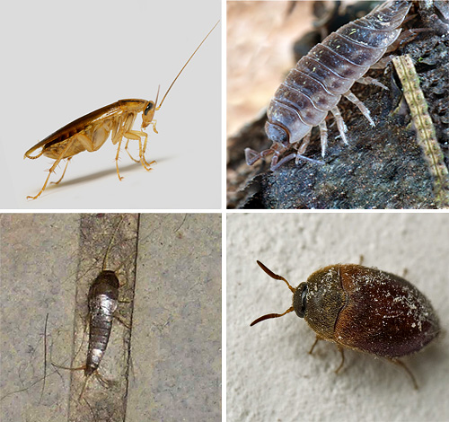 Apprenons-en plus sur les différents types d'insectes que l'on trouve dans les appartements, et voyons aussi à quoi ils ressemblent sur les photos...