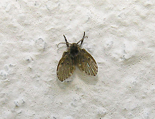 Petit papillon voler sur le mur dans les toilettes.