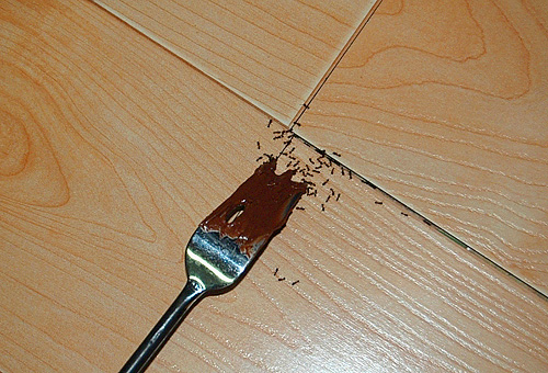 Lorsque vous préparez un gâteau au chocolat, rappelez-vous que non seulement vos proches, mais aussi les fourmis pharaons nuisibles peuvent l'apprécier.