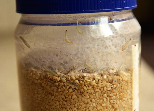 Dans les produits endommagés de la cuisine, le plus souvent, vous ne trouvez pas les papillons eux-mêmes, mais leurs chenilles