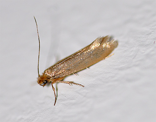 Et voici à quoi ressemble une mite de vêtements