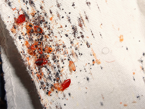 Le traitement à haute température est particulièrement efficace lorsqu'il est exposé directement aux nids de punaises de lit trouvés.