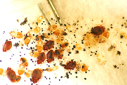 Si la température dans l'appartement est élevée à 65 degrés pendant une longue période, tous les insectes de la pièce mourront.