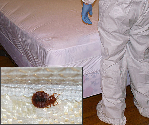 Avant d'appeler le service de destruction des punaises de lit, il est utile de se familiariser avec les nuances importantes de leur travail, dont nous parlerons plus loin.