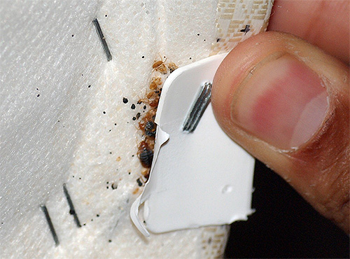 Habituellement, le prix du traitement d'un appartement contre les punaises de lit dépend de la superficie de la pièce et, pour ainsi dire, de la crédibilité du service que vous contactez.