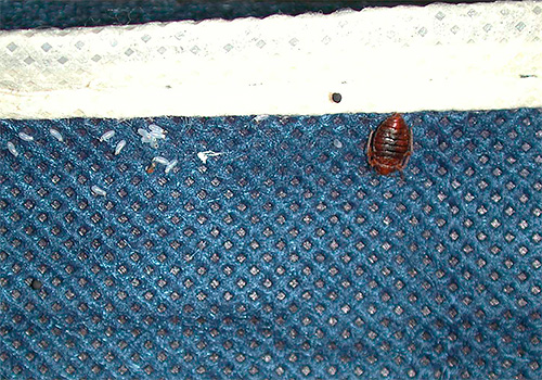 Toutes les préparations insecticides ne sont pas capables de détruire les œufs de punaises de lit, à la suite de quoi de nouvelles larves éclosent en quelques semaines.