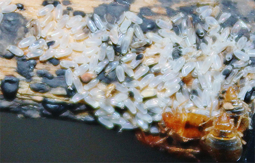 La photo montre un nid de punaises de lit - comme vous pouvez le voir, il peut y avoir un grand nombre d'œufs ici ...