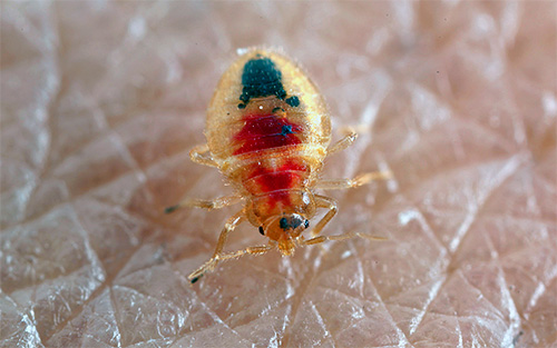 Malheureusement, certains services de destruction des punaises de lit ne fonctionnent pas très bien et, par conséquent, après avoir traité les locaux du client, les parasites continuent de piquer.