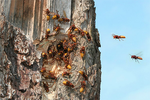 Si le nid du frelon se trouve dans le creux d'un arbre, l'agent insecticide peut simplement y être versé et l'entrée peut être bouchée avec un chiffon imbibé de poison.