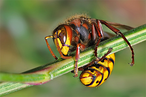 Les remèdes populaires pour lutter contre les guêpes et les frelons sont souvent moins efficaces que les préparations insecticides modernes.
