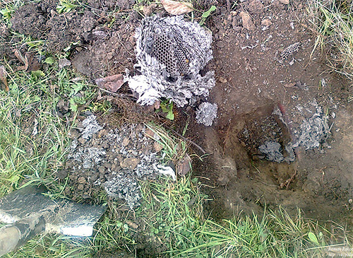 Et voici à quoi ressemble le même nid après avoir creusé