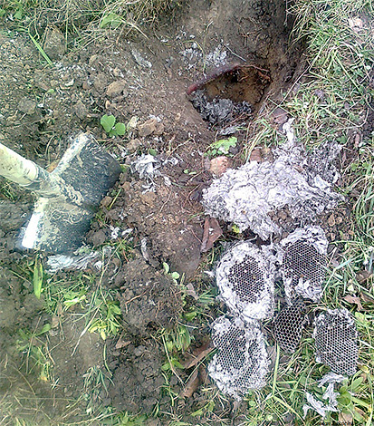 Comme vous pouvez le voir, il y avait un nid assez grand sous terre, car dans presque chaque cellule du nid d'abeilles, une larve pouvait se développer ...