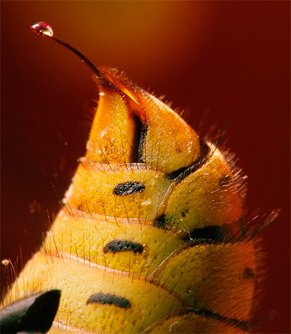 Les piqûres des guêpes de terre sont tout aussi douloureuses que celles de leurs proches qui construisent leurs habitations dans des greniers ou des arbres.