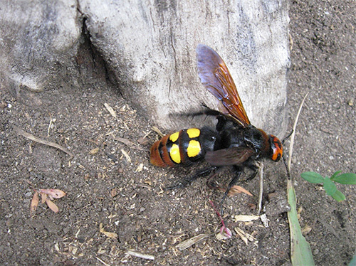 Et voici à quoi ressemble la guêpe scoliia, ce n'est pas un insecte social