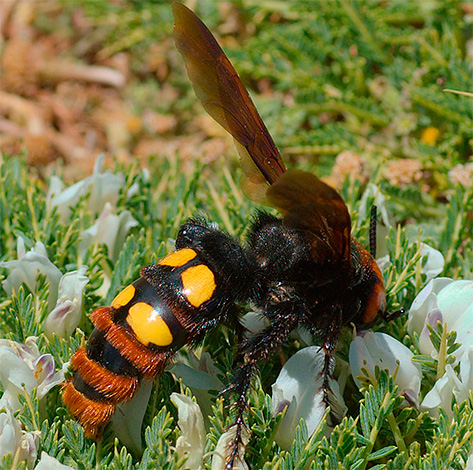 Les larves de Scolia se développent à l'intérieur de l'insecte victime et ce n'est que l'année suivante qu'elles sortent du sol sous la forme d'un adulte.