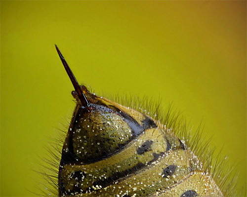 La photo montre la piqûre d'une guêpe - elle est lisse et ne reste pas coincée dans la peau, de sorte que l'insecte peut l'utiliser à plusieurs reprises.