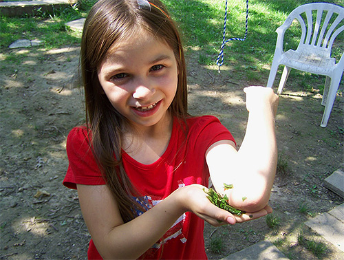 Dans la plupart des cas, une piqûre de guêpe n'a pas de conséquences graves pour l'enfant et l'inconfort passe assez rapidement.