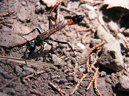 Les piqûres de guêpes routières sont très douloureuses, mais heureusement, ces insectes sont beaucoup plus rares que les guêpes cartonnières auxquelles nous sommes habitués.