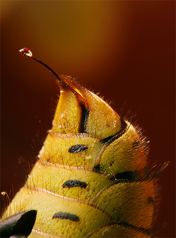 Contrairement aux abeilles, les guêpes ne laissent pas leur piqûre dans la plaie.