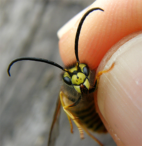 Parlons de ce qu'il faut faire avec les piqûres de guêpes pour prévenir le développement de complications menaçant la santé et simplement pour soulager l'inconfort le plus rapidement possible.