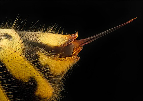 Immédiatement après une piqûre de guêpe, il est important de réduire la vitesse de propagation du poison et de réduire l'intensité de l'œdème.