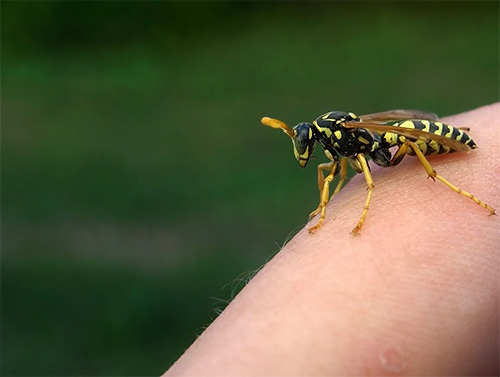 Certaines personnes ont une sensibilité accrue aux piqûres d'insectes - dans ce cas, les conséquences peuvent ne pas se limiter aux démangeaisons.