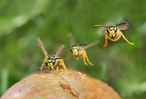 Il ne faut pas oublier que les insectes piqueurs peuvent attaquer dans un essaim, ce qui est dangereux pour toute personne.