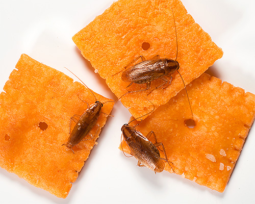 Les cafards domestiques contaminent les aliments lorsqu'ils se déplacent dessus, contribuant ainsi à la propagation des infections.