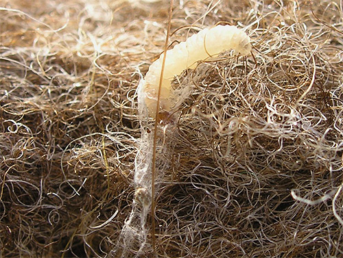 Larve de la teigne des tissus