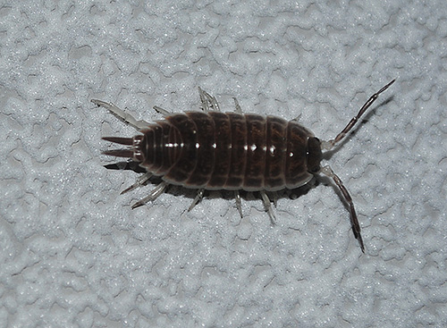 Tatou (Armadillidium vulgare)