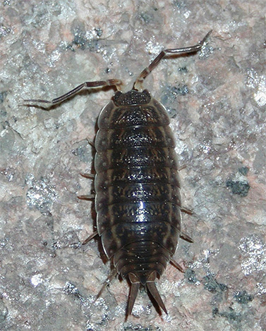 Se débarrasser des poux de bois dans la maison est assez simple : il suffit d'éliminer les fuites d'eau