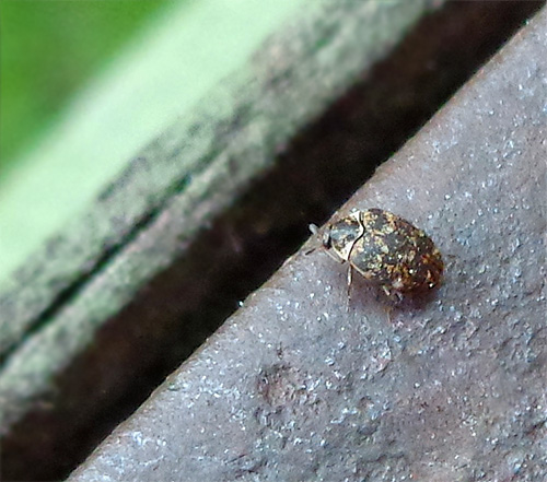 Le musée kozheed endommage souvent des expositions de valeur
