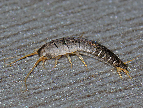 Silverfish, pris par surprise, s'enfuit rapidement dans un endroit isolé.