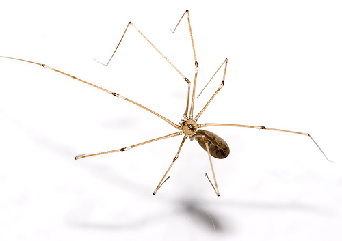 Araignée des moissons (Pholcidae)