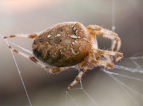 Araignée toile d'araignée (Araneus diadematus)