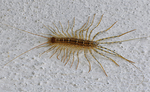 Certains insectes domestiques, comme les gobe-mouches, ne causent pas de dommages aux humains par leur présence.