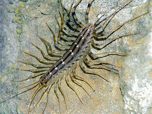 Certains insectes de la maison, qui ne sont pas très agréables à l'œil, sont généralement assez inoffensifs pour l'homme et ne nuisent pas aux aliments et aux choses.