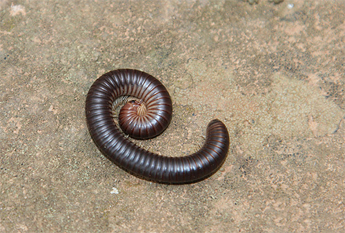 Kivsiak de Crimée (Pachyiulus flavipes)