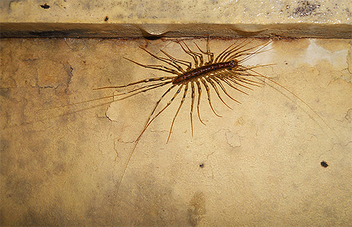 Le moucherolle commun se nourrit de moustiques et d'autres petits insectes.