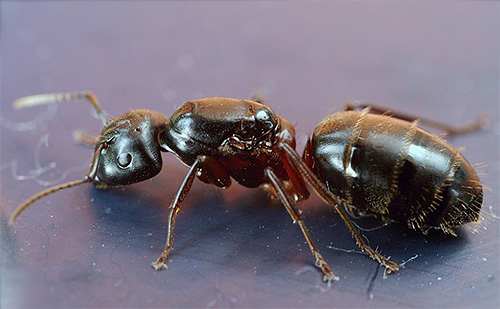 Fourmi charpentière à poitrine rousse (Camponotus herculeanus)