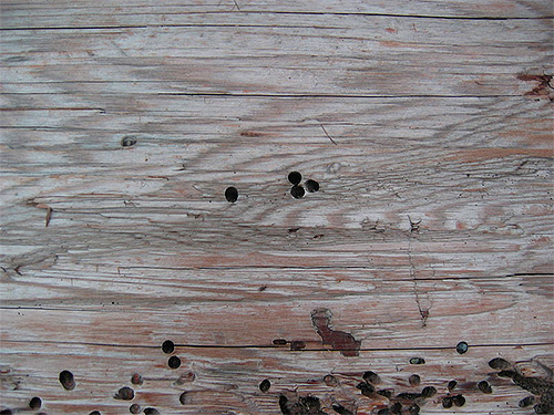 Traces de l'activité du scarabée broyeur